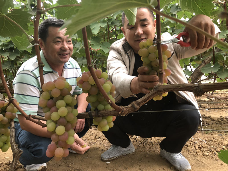 趙志國（左）和盧軍當(dāng)時(shí)正在采摘豐收的葡萄