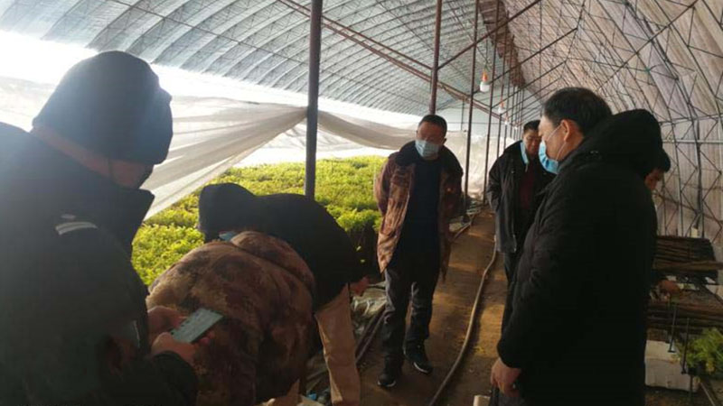 楊奎山(右一)在山野菜大棚中調研