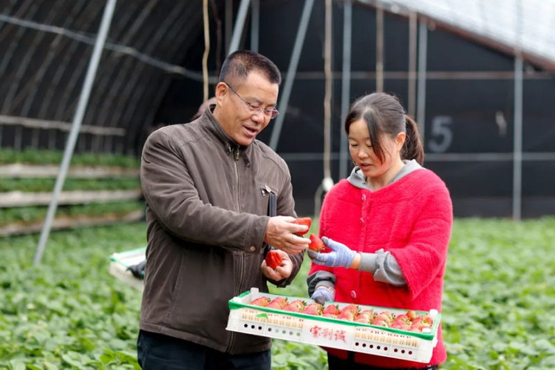 駐二道河村第一書記馬長忠（左）到村辦草莓大棚了解情況。