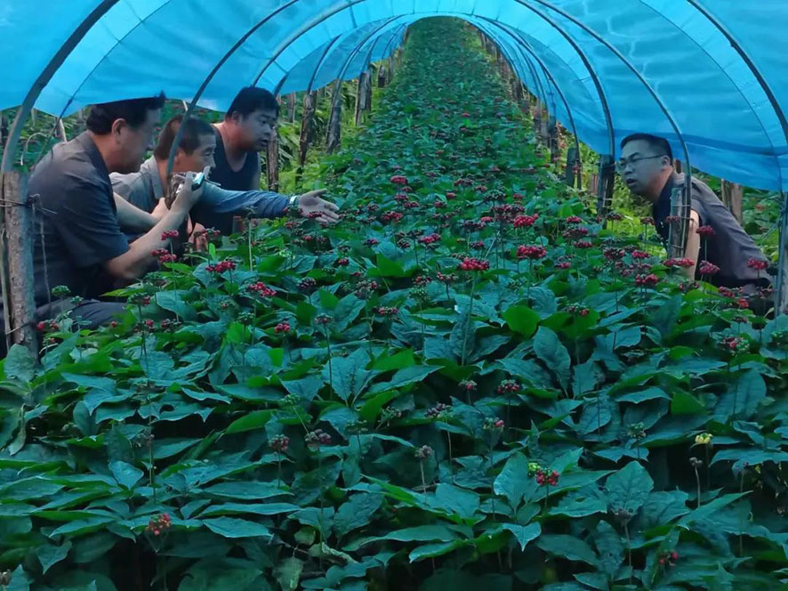 法官到人參園了解情況。