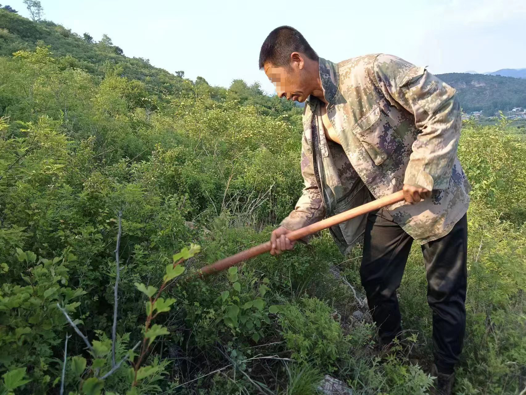 圖為崔某正在打理修復(fù)的山林地。（人物面部打碼）