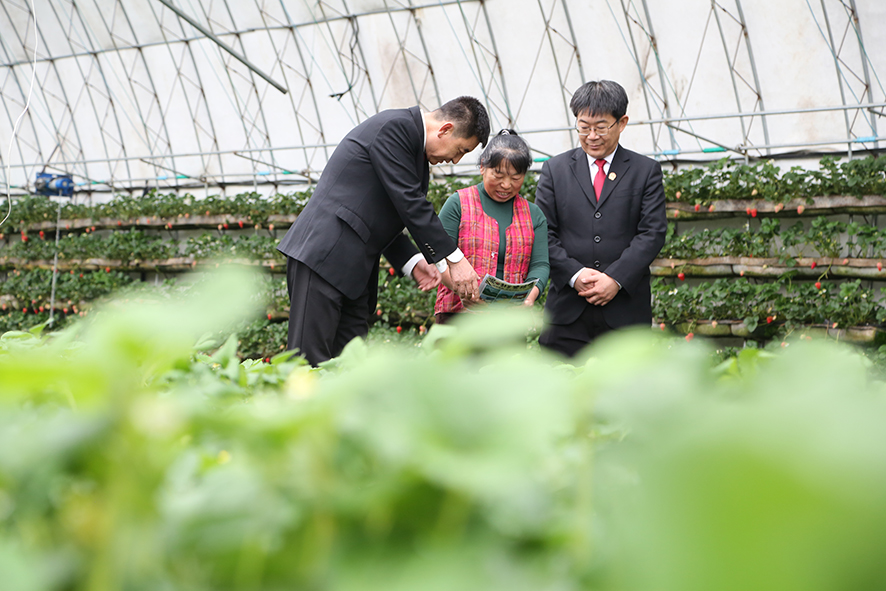 圖5 紅旗法庭庭長曲廣軍（左）走進溫室大棚“面對面”向農戶普法 姜威攝