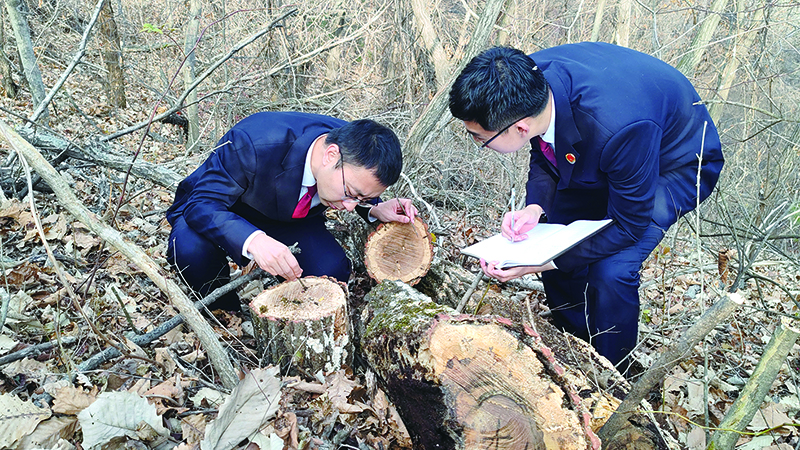 檢察官現場勘查樹木遭受蟲害情況