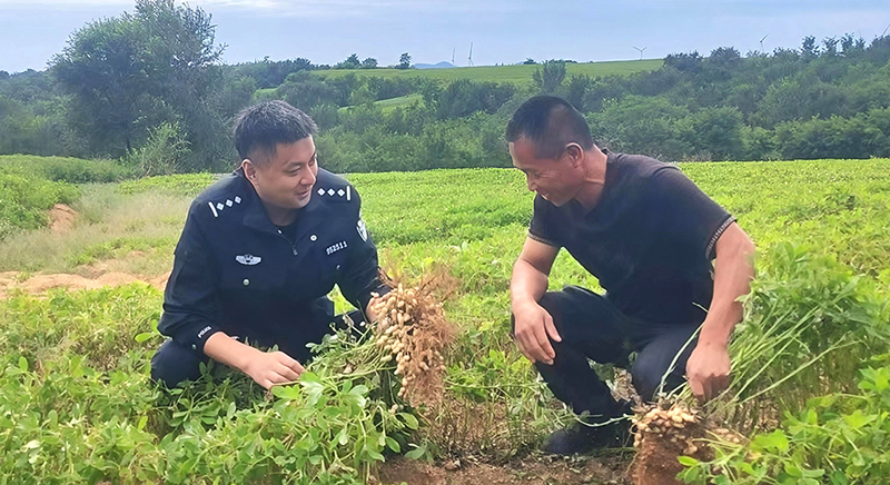所長曲傳躍與農(nóng)民在花生地里聊收成
