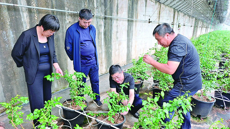 “法律明白人”到藍(lán)莓種植企業(yè)進(jìn)行普法宣傳 (1)