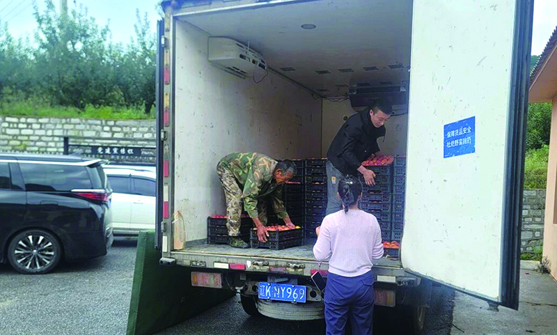 分揀好的李子裝上運(yùn)輸車