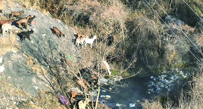 頭題圖2，無人機在山中找到走失羊群