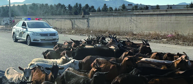 頭題圖3，警車護(hù)送羊群回家